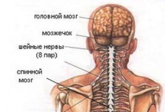 Anatomia e njeriut: Sistemi nervor Si sistemi nervor