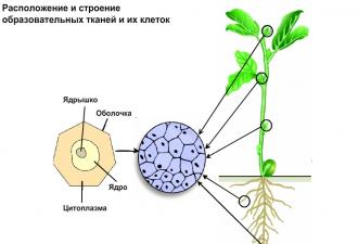 Bildungsgewebe von Pflanzen (Meristem) Das Wachstum des Sprosses in die Höhe wird durch das Gewebe sichergestellt